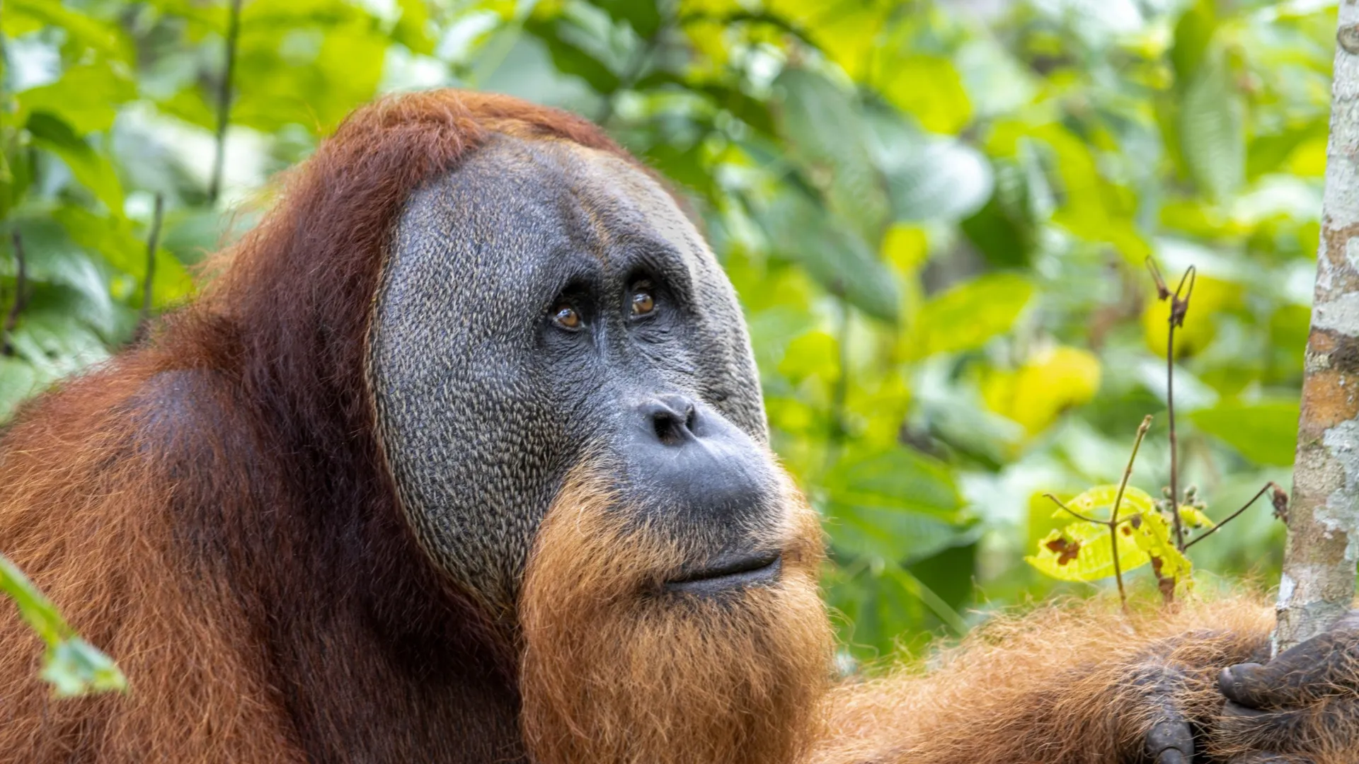 ...